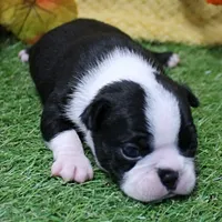  AKC Annie's Black & White Female Puppy 2, a female Boston Terrier for sale in Mount Olive, NC – 2 of 8