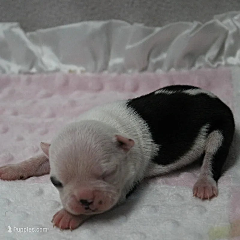 AKC Polly's White Face Female Puppy 3 – Boston Terrier puppy for sale in Mount Olive, NC