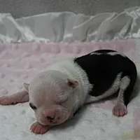 AKC Polly's White Face Female Puppy 3, a female Boston Terrier for sale in Mount Olive, NC – 1 of 10