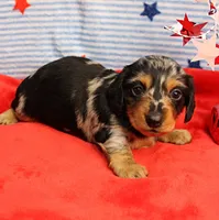 AKC Sallie's Black & Silver Dapple, Long Coat Female Puppy 2, a female Miniature Dachshund for sale in Mount Olive, NC – 9 of 10