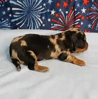 AKC Sallie's Black & Silver Dapple, Long Coat Female Puppy 2, a female Miniature Dachshund for sale in Mount Olive, NC – 6 of 10