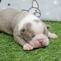AKC Willow's Lilac & White Female Puppy 2, a female Boston Terrier for sale in Mount Olive, NC – 5 of 7