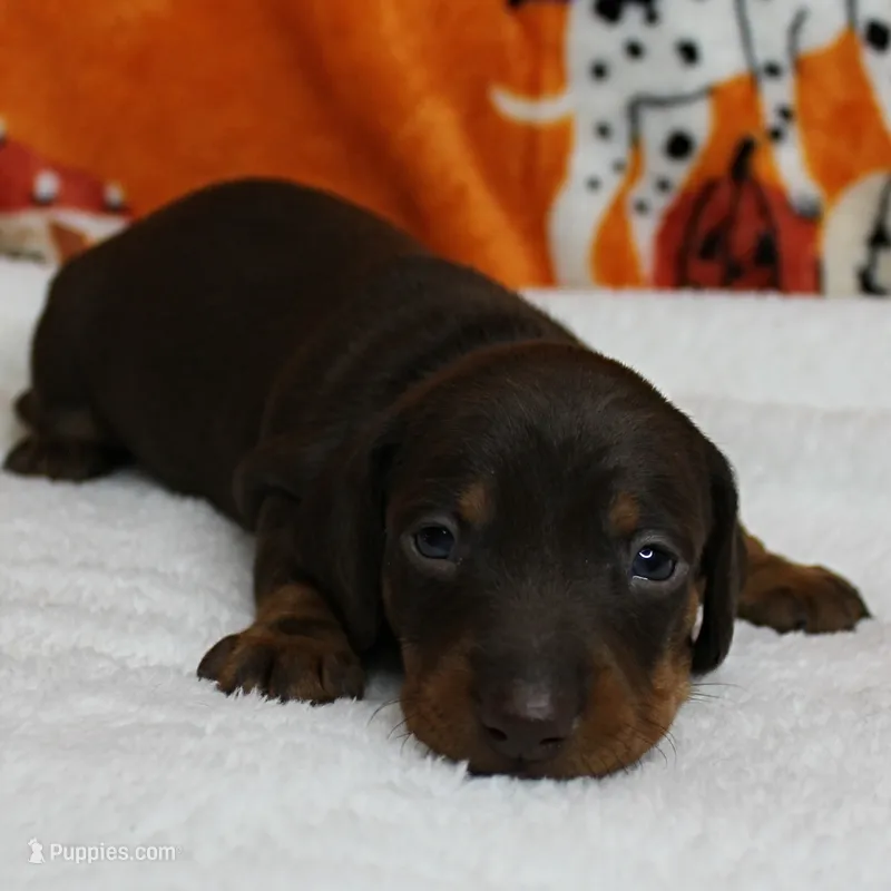AKC Robin's Chocolate & Tan Male Puppy 5 – Miniature Dachshund puppy on hold in Mount Olive, NC