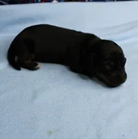 AKC Taylor's Black & Tan Male Puppy 5, a male Miniature Dachshund for sale in Mount Olive, NC – 5 of 9