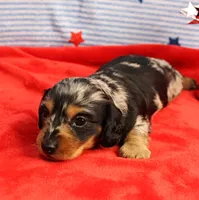 AKC Sallie's Black & Silver Dapple, Long Coat Female Puppy 2, a female Miniature Dachshund for sale in Mount Olive, NC – 4 of 10