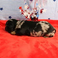 AKC Sallie's Black & Silver Dapple, Long Coat Male Puppy 4, a male Miniature Dachshund for sale in Mount Olive, NC – 8 of 10