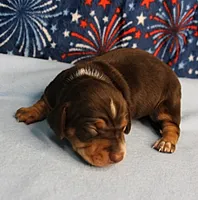 AKC Heidi's Chocolate & Tan Female Puppy 1, a female Miniature Dachshund for sale in Mount Olive, NC – 5 of 10