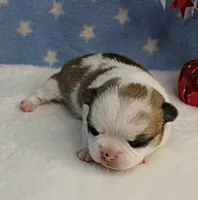 Angel's Fawn Sable on White/Party Male Puppy 1, a male Chihuahua for sale in Mount Olive, NC – 5 of 10