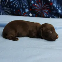 AKC Taylor's Chocolate Male Puppy 2, a male Miniature Dachshund for sale in Mount Olive, NC – 7 of 8