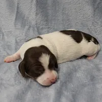 AKC Mae Mae's Black & White Piebald Male Puppy , a male Miniature Dachshund for sale in Mount Olive, NC – 5 of 10