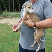 Hunter, Italian Greyhound, a male Greyhound for sale in Mount Olive, NC – Photo 8 of 10