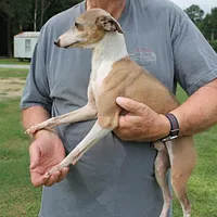Hunter, Italian Greyhound, a male Greyhound for sale in Mount Olive, NC – Photo 4 of 10