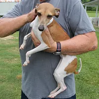 Hunter, Italian Greyhound, a male Greyhound for sale in Mount Olive, NC – Photo 7 of 10