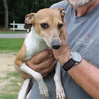 Hunter, Italian Greyhound, a male Greyhound for sale in Mount Olive, NC – Photo 1 of 10