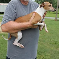 Hunter, Italian Greyhound, a male Greyhound for sale in Mount Olive, NC – Photo 2 of 10