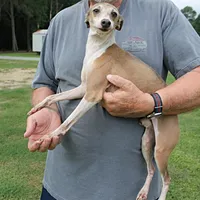 Hunter, Italian Greyhound, a male Greyhound for sale in Mount Olive, NC – Photo 5 of 10
