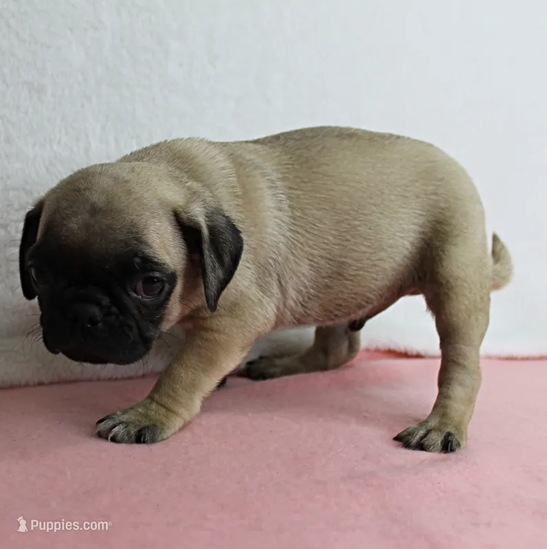 AKC Candy's Fawn Male Puppy 5 – Pug puppy for sale in Mount Olive, NC