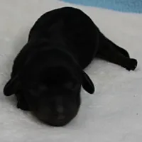 AKC Harleys Black & Tan Male Puppy 4, a male Miniature Dachshund for sale in Mount Olive, NC – 10 of 10