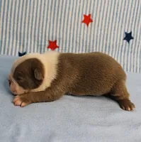 AKC Zoe's Seal & White Male Puppy 2, a male Boston Terrier for sale in Mount Olive, NC – 9 of 10