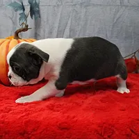 AKC Bubble's Blue & White Male Puppy 3, a male Boston Terrier for sale in Mount Olive, NC – 9 of 10