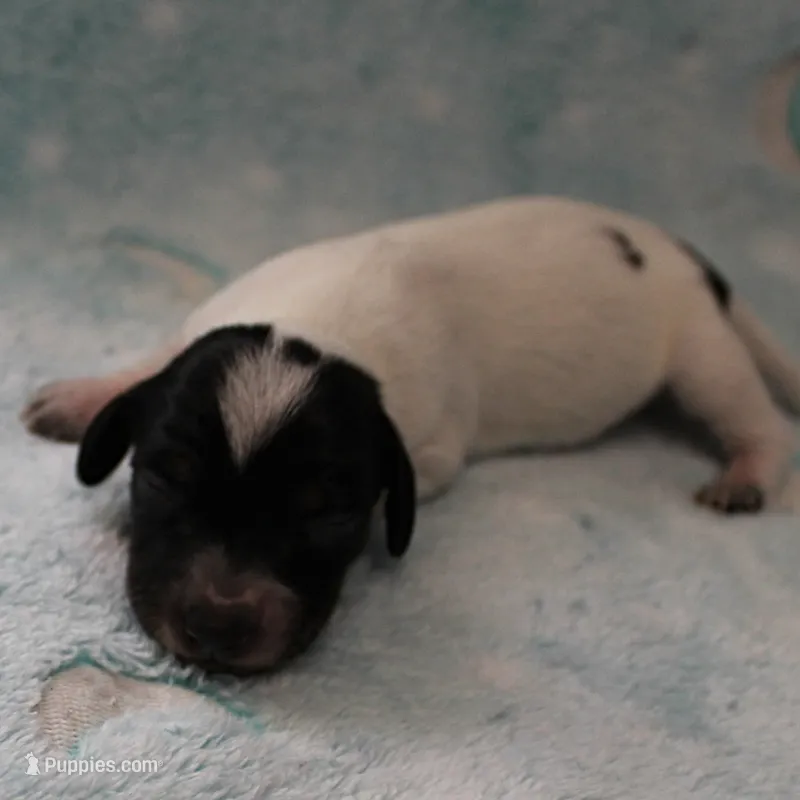 AKC Freckles Black & Tan Piebald on White Female Puppy 2 – Miniature Dachshund puppy for sale in Mount Olive, NC