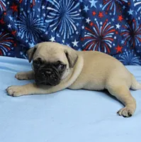 AKC Candy's Fawn Male Puppy 6, a male Pug for sale in Mount Olive, NC – 4 of 10