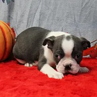AKC Bubble's Blue & White Male Puppy 3, a male Boston Terrier for sale in Mount Olive, NC – 1 of 10