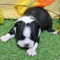 AKC Annie's Black & White Male Puppy 6, a male Boston Terrier for sale in Mount Olive, NC – 5 of 10