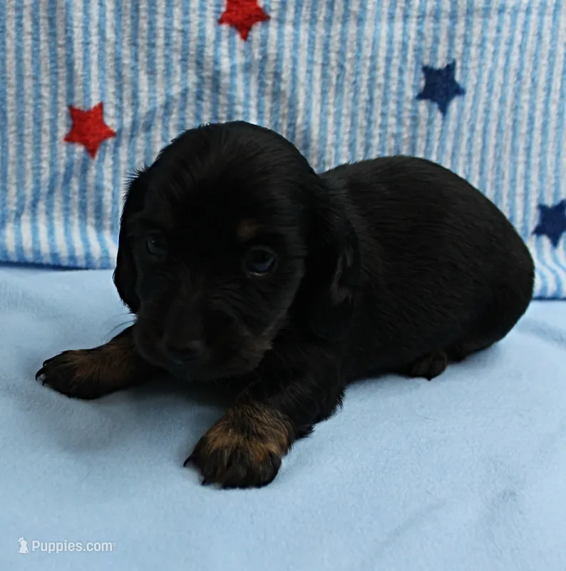 AKC Taylor's Black & Tan Male Puppy 4 – Miniature Dachshund puppy for sale in Mount Olive, NC