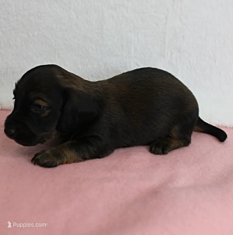 AKC Taylor's Red Sable Male Puppy 1 – Miniature Dachshund puppy for sale in Mount Olive, NC