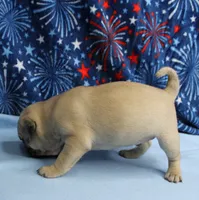 AKC Candy's Fawn Male Puppy 5, a male Pug for sale in Mount Olive, NC – 4 of 10