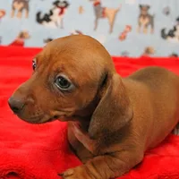 AKC Robin's Red Female Puppy 2, a female Miniature Dachshund for sale in Mount Olive, NC – Photo 5 of 10