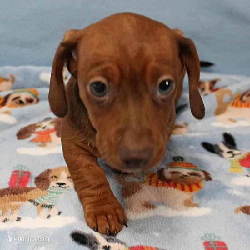 AKC Robin's Red Female Puppy 2