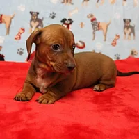 AKC Robin's Red Female Puppy 2, a female Miniature Dachshund for sale in Mount Olive, NC – Photo 7 of 10