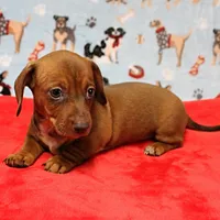 AKC Robin's Red Female Puppy 2, a female Miniature Dachshund for sale in Mount Olive, NC – Photo 9 of 10