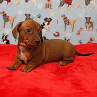 AKC Robin's Red Female Puppy 2, a female Miniature Dachshund for sale in Mount Olive, NC – Photo 10 of 10