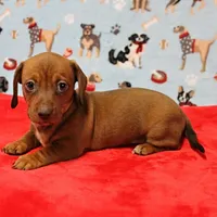 AKC Robin's Red Female Puppy 2, a female Miniature Dachshund for sale in Mount Olive, NC – Photo 3 of 10