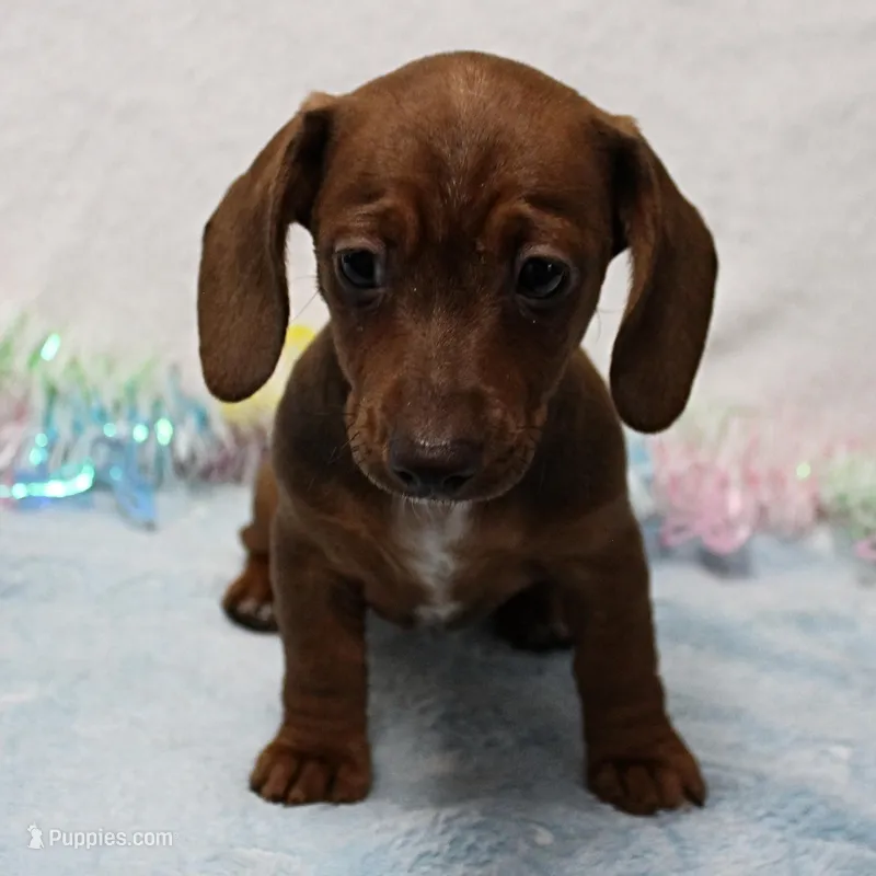 AKC Robin's Red Female Puppy 2