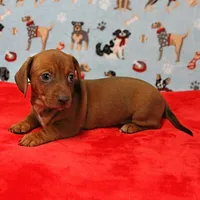 AKC Robin's Red Female Puppy 2, a female Miniature Dachshund for sale in Mount Olive, NC – Photo 8 of 10