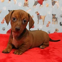 AKC Robin's Red Female Puppy 2, a female Miniature Dachshund for sale in Mount Olive, NC – Photo 1 of 10