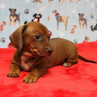 AKC Robin's Red Female Puppy 2, a female Miniature Dachshund for sale in Mount Olive, NC – Photo 2 of 10