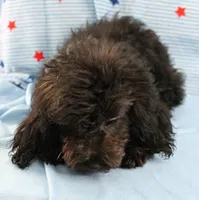 Tinker's Black Female Puppy 1, a female Cockapoo for sale in Mount Olive, NC – 2 of 9