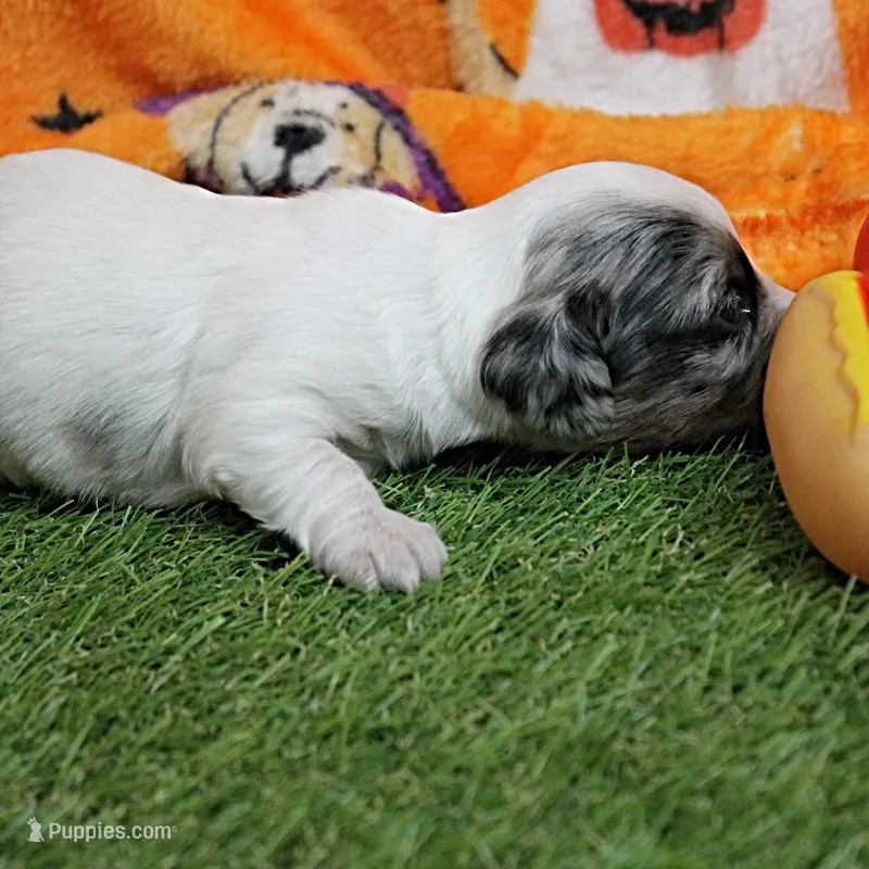 AKC Freckles Silver Piebald with White Male Puppy 6 – Miniature Dachshund puppy for sale in Mount Olive, NC