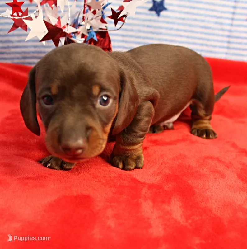 AKC Heidi's Chocolate & Tan Male Puppy 3 – Miniature Dachshund puppy on hold in Mount Olive, NC