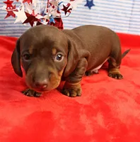 AKC Heidi's Chocolate & Tan Male Puppy 3, a male Miniature Dachshund for sale in Mount Olive, NC – 1 of 9