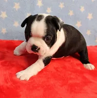 Myrtle's Black & White Male Puppy 1, a male Boston Terrier for sale in Mount Olive, NC – 6 of 10
