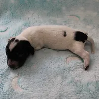 AKC Freckles Black & Tan Piebald on White Female Puppy 2, a female Miniature Dachshund for sale in Mount Olive, NC – 7 of 10
