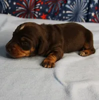 AKC Heidi's Chocolate & Tan Male Puppy 4, a male Miniature Dachshund for sale in Mount Olive, NC – 8 of 10