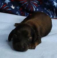 AKC Taylor's Red Sable Male Puppy 1, a male Miniature Dachshund for sale in Mount Olive, NC – 8 of 8