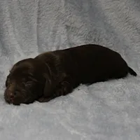 AKC Mae Mae's Chocolate Female Puppy 1, a female Miniature Dachshund for sale in Mount Olive, NC – 5 of 10